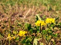 Bird`s-foot trefoilLotus corniculatus - on a dry meadow with ants on a flower Royalty Free Stock Photo