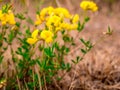 Bird`s-foot trefoilLotus corniculatus - on a dry meadow - selective focus Royalty Free Stock Photo