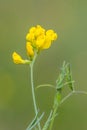 Bird's-foot Trefoil (Lotus corniculatus