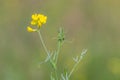 Bird's-foot Trefoil (Lotus corniculatus