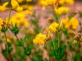 Bird`s-foot trefoilLotus corniculatus - lots of flowers blurred in the background Royalty Free Stock Photo