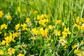 Bird`s-foot Trefoil among tall grass in evening sunlight