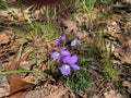 Bird`s foot violet, viola pedata, in western Arkansas