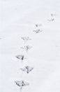 Bird's Footprint's in Snow