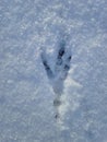 Bird`s Footprint in the Snow Royalty Free Stock Photo
