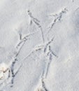 A bird's footprint is in the snow Royalty Free Stock Photo