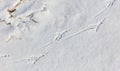 A bird's footprint is in the snow Royalty Free Stock Photo
