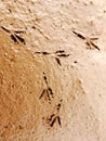 Bird`s footprints on mud Royalty Free Stock Photo