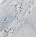 A bird's footprints are in the snow Royalty Free Stock Photo