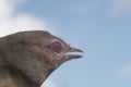 Bird looks to the sky Royalty Free Stock Photo