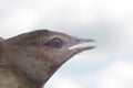 Bird looks to the sky Royalty Free Stock Photo