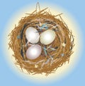 Bird nest with white eggs Royalty Free Stock Photo