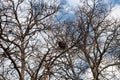 Bird's nest against sky on the bare tree. March, Serbia. Bird nests are waiting for their owners. Maple branches Royalty Free Stock Photo