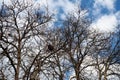 Bird's nest against sky on the bare tree. March, Serbia. Bird nests are waiting for their owners. Maple branches Royalty Free Stock Photo