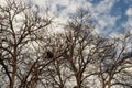 Bird's nest against sky on the bare tree. March, Serbia. Bird nests are waiting for their owners. Maple branches Royalty Free Stock Photo