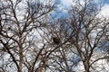 Bird\'s nest against sky on the bare tree. Early spring. Blue sky with white clouds Royalty Free Stock Photo