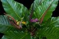 Bird`s nest Anthurium, Anthurium hybrid, the tropical foliage pl Royalty Free Stock Photo