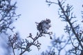 Bird`s nest on bare tree branches against the sky Royalty Free Stock Photo