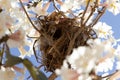 A bird's nest on a branch. Royalty Free Stock Photo