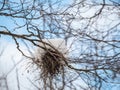 A bird\'s nest on the branches of a tree is covered with snow. Nature background. Concept of the International Day of Birds Royalty Free Stock Photo