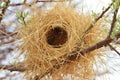 Bird's Nest - Buffalo Weaver - Africa