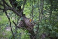 Bird's nest with chicks in a tree.