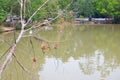 Ã Â¸ÂºBird's nest on dead tree and pond Royalty Free Stock Photo
