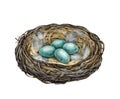 Bird's nest with egg laying. Watercolor painted illustration. Hand drawn wildlife nature cozy bird nest with eggs Royalty Free Stock Photo