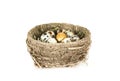 Bird`s nest with eggs and one golden egg Royalty Free Stock Photo