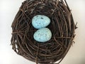 Bird`s nest with eggs Spawning and breeding season, An eggs in the nest on ground during spring time with selective focus, A bird Royalty Free Stock Photo