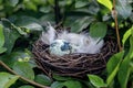 Bird`s nest with eggs on a tree branch Royalty Free Stock Photo