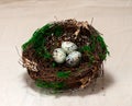 Bird`s nest with eggs on a white background