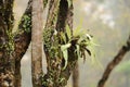 Birds nest Fern (Asplenium nidus) Royalty Free Stock Photo