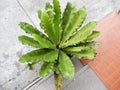 Bird`s nest fern Asplenium nidus Royalty Free Stock Photo