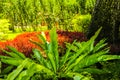Bird nest fern Asplenium nidus and tropical plant in garden Royalty Free Stock Photo
