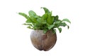 BirdÃ¢â¬â¢s nest fern in coconut shell pot isolated on white background. Royalty Free Stock Photo