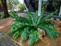 Bird's nest fern the common name of Asplenium nidus, in the garden Royalty Free Stock Photo