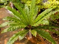 Birdâs nest fern in the garden.