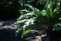 Bird& x27;s nest fern leafs