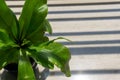 Fern bird`s nest with green leaves on the tile floor Royalty Free Stock Photo