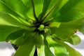 Fern bird`s nest with green leaves on the tile floor Royalty Free Stock Photo