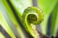 Bird`s nest fern plant ,Asplenium nidus ,simply nest fern ,Aspleniaceae ,tropical southeastern Asia ,foliage fern greenery young l