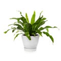 Bird nest fern plant isolated on white. Asplenium nidus