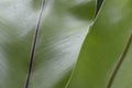 Bird s nest fern plant Asplenium Nidus, leaf closeup texture and color Royalty Free Stock Photo