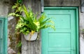 Bird's Nest Fern in the pot on the rustic concrete wall