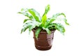 BirdÃ¢â¬â¢s nest fern or Scientific name Asplenium nidus. Grown in a brown potted. A sacred tree and used to decorate the garden. on