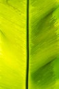 Birds Nest Fern Royalty Free Stock Photo