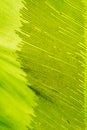 Birds Nest Fern Royalty Free Stock Photo