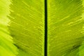 Birds Nest Fern Royalty Free Stock Photo