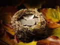 Bird's Nest filled with American currency and autumn leaves